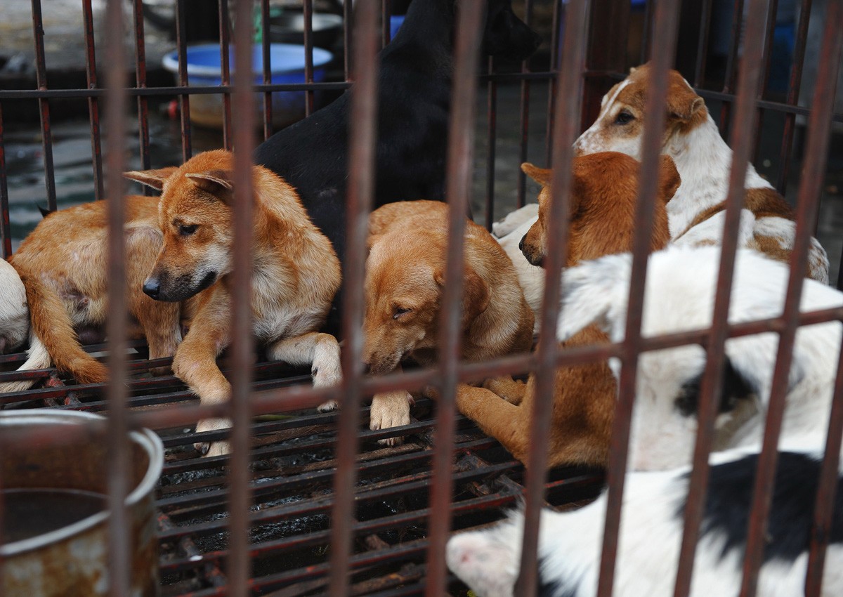 Hanoi urges residents to stop eating dog meat