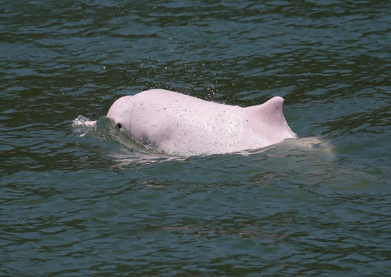 Rare dolphins return to Hong Kong as coronavirus halts ferry traffic