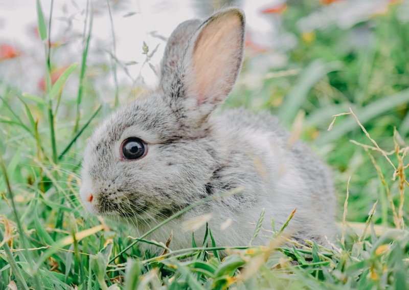 Hop to it! Follow these cute rabbit IG accounts now!