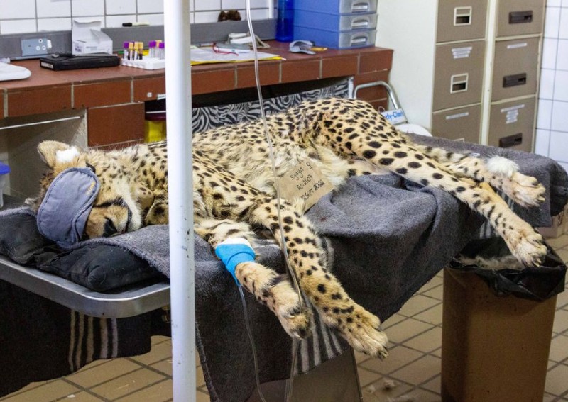 Modi introduces imported cheetahs to India on his birthday