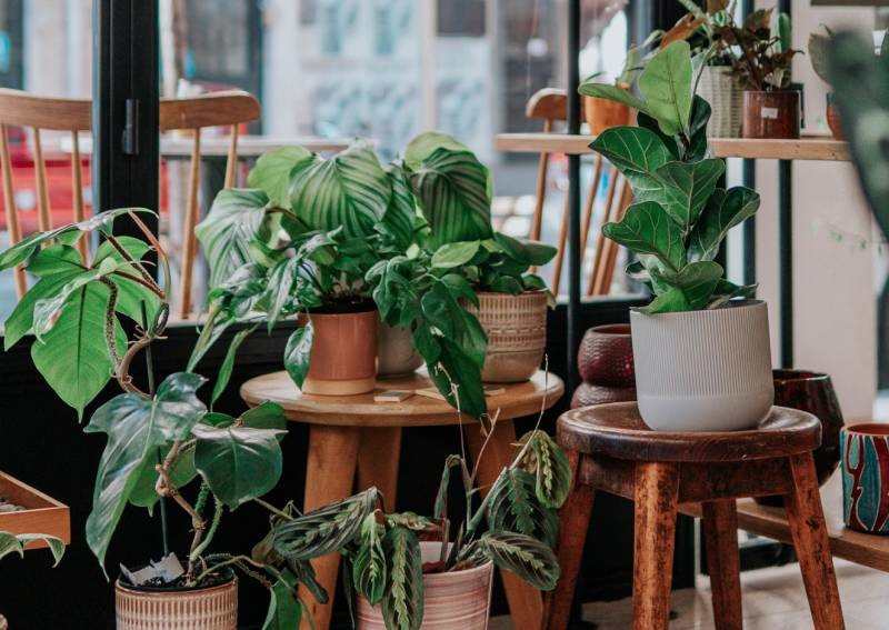 How to keep your plants alive while you're away on holiday