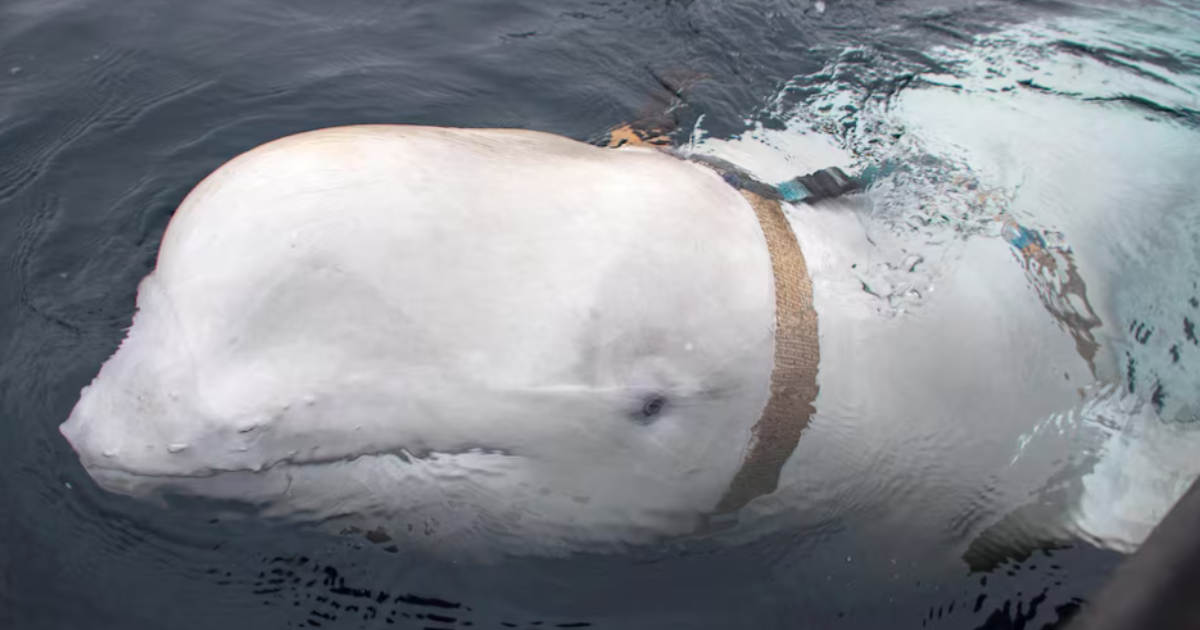 Russian 'spy whale' Hvaldimir found dead near Norway