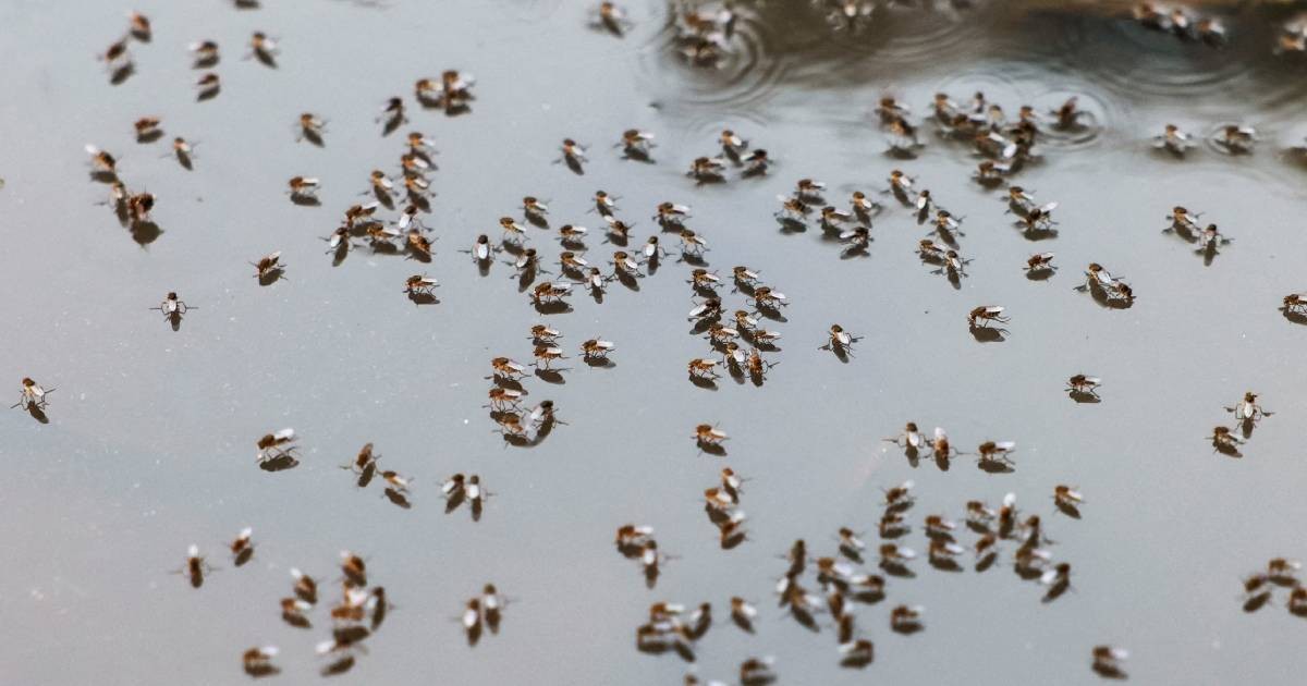 Bangladesh dengue outbreak accelerates as hospitals come under strain