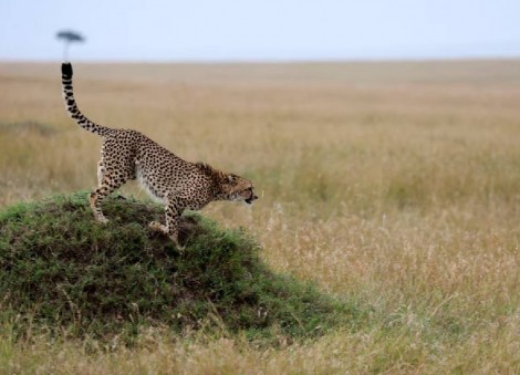 Ambitious genome project shows how humans fit with other mammals