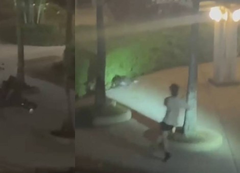 Otters take a dip in swimming pool, feast on fish in residential pond at Lentor condominium