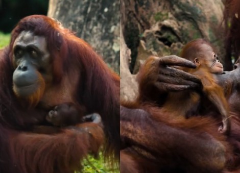 Video of Singapore Zoo's baby orangutan wins hearts online