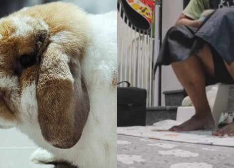 Rabbit dies after alleged rough handling by pet groomer; owner lodges NParks report