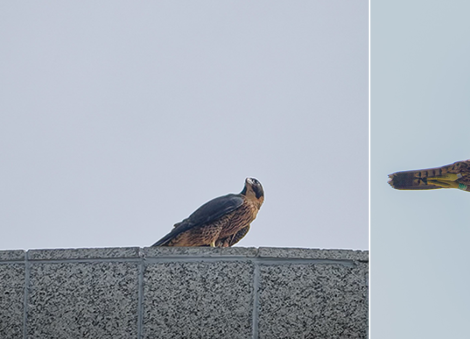 Second peregrine falcon chick found dead in CBD on April 16