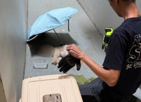 Poodle dies after allegedly falling from height at HDB block in Choa Chu Kang