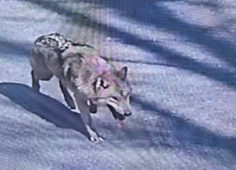 Runaway wolf in South Korea inspires meme coin and presidential concern