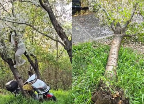 Woman uproots 20-year-old cherry blossom tree while posing for photo at Shanghai park