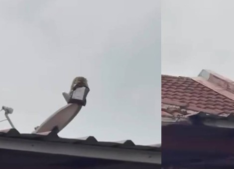 Malaysian woman’s parcel gets stolen by monkey soon after delivery, rider sends video as proof