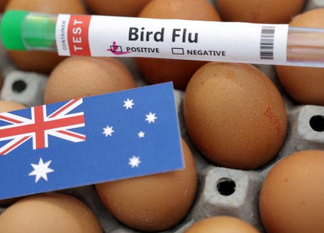 Australia confirms first H5N1 bird flu case in local mammal