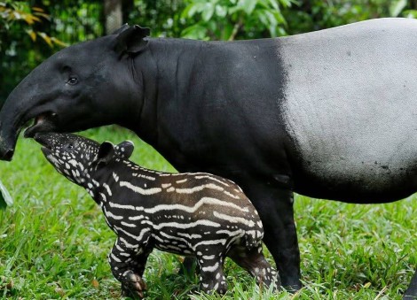 Singapore zookeeper bitten by adult Malayan tapir, currently recovering in hospital