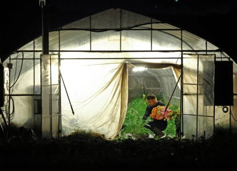 Japan's farmers go nocturnal as deadly heat intensifies