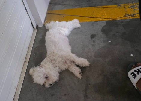 Dog dies after fall from 13th floor of Choa Chu Kang HDB block; NParks investigating