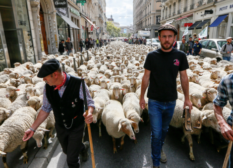 France allows culling of around 200 wolves to protect livestock