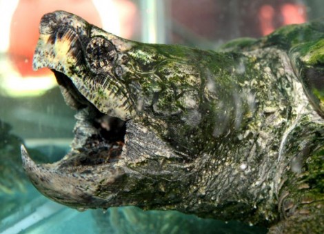 US teacher who fed live puppy to snapping turtle in front of students acquitted of animal cruelty charge