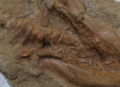 Great white shark's 9-million-year-old ancestor found in Peru