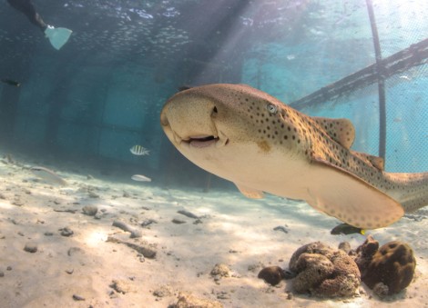 Thailand releases endangered leopard sharks in conservation push