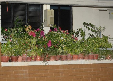 Jurong West resident takes down potted plants from ledge