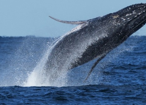 Whale 'supergroups' show numbers are rebounding from hunting. But Iran war holds dangers for them