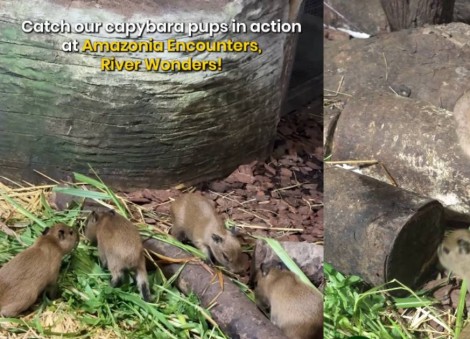 'A whole lot cuter': Mandai welcomes 4 capybara pups