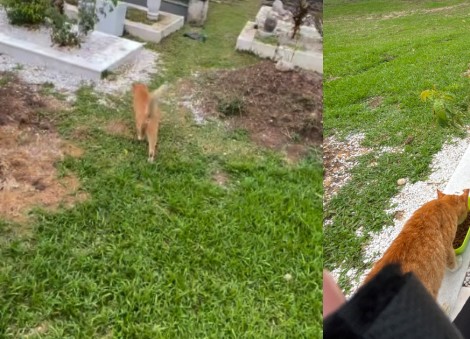 Long after goodbye, Malaysia stray cat finds its way unguided to late man's grave