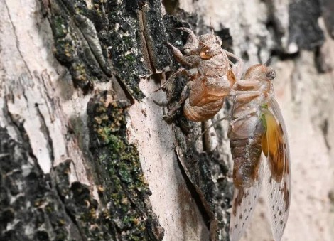 22,000 cicadas caught in Tampines Changkat since March; other towns to learn from bug control effort