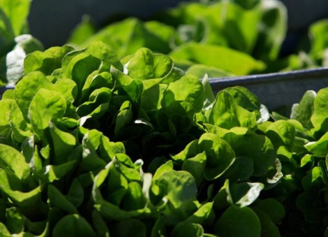 Between prices and a diarrhoea-causing parasite, lettuce is causing hard times at some restaurants