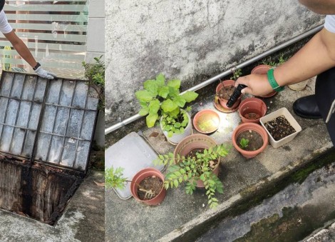 'Fast-growing' dengue cluster with 135 cases found in Lentor; NEA intensifying vector control operations