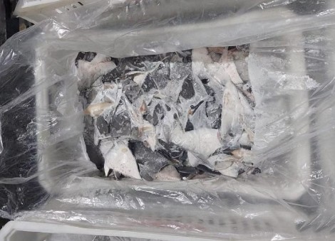 Brazil seizes world's biggest illegal shark fin consignment