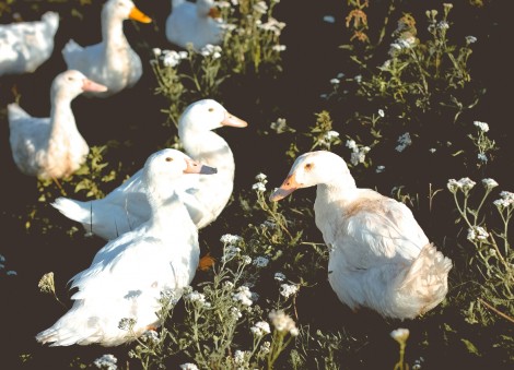 Bird flu hits Australian duck farm