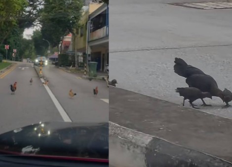 Mount Faber residents say chickens crowing feels like an 'alarm clock', evoking kampung atmosphere 