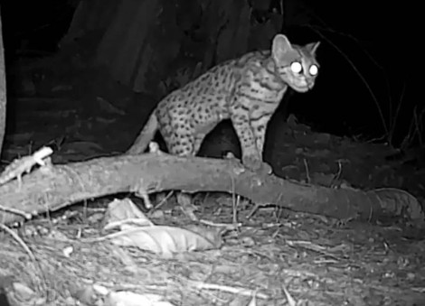 Critically endangered leopard cats in Changi to be relocated from second half of 2026