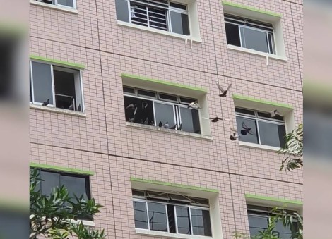 'Her home is like a buffet to them': Residents say woman's daily pigeon feeding causing problems in Chai Chee estate