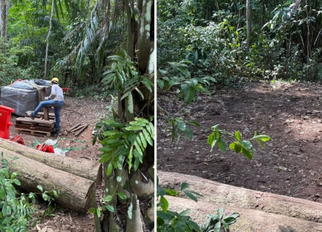 Area in Central Catchment Nature Reserve illegally cleared; NParks investigating