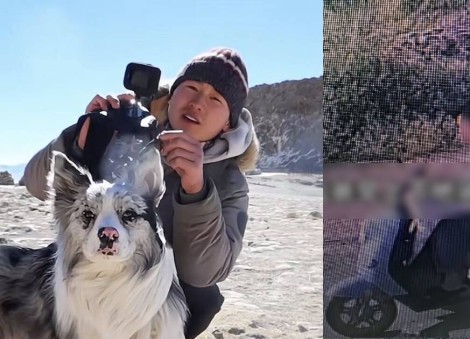 Celebrity China dog with 1.5 million followers stolen, sold to restaurant for $34 and eaten