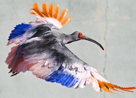 8 crested ibises released in Japanese town decades after extinction in Japan