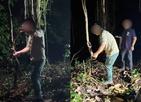 NParks employee among group being investigated over handling of snake during Mandai night walk