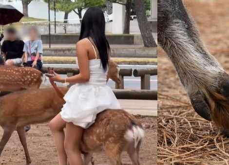 Woman slammed for 'animal abuse' after trying to sit on injured deer in Japan