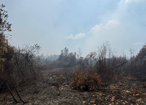 Johor firefighters battling 2 raging fires in Pengerang, NEA says smoke haze could continue to affect Singapore