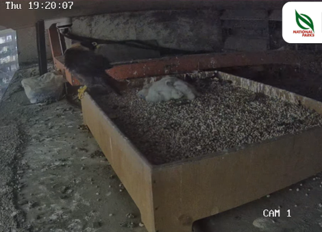 Second batch of peregrine falcon chicks hatch in Singapore, watch livestream of them taking baby steps