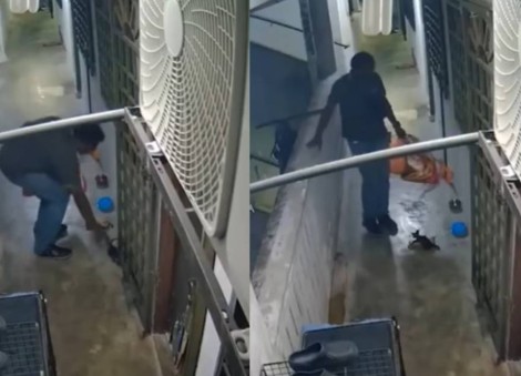 Man who killed kitten in Malaysia jailed for 22 months after failing to pay $19.5k fine