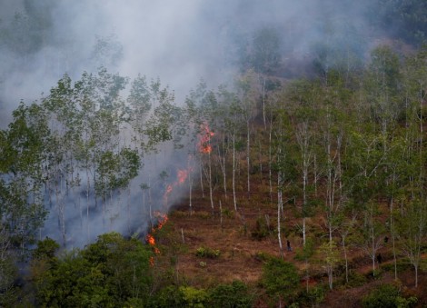 Indonesian forest loss surges by 66% in 2025, driven by Prabowo's self-sufficiency drive, report shows