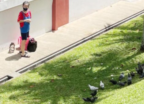 'It's like a bird park': Choa Chu Kang residents upset with neighbour for feeding pigeons