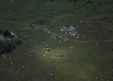 How China's evolving consumer habits may protect the Amazon rainforest