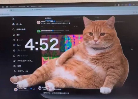 Stop right meow! This cat forces you to take a break from your screen