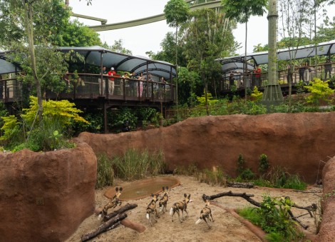 Rainforest Wild Adventure fully opens, marking completion of Mandai Wildlife Reserve