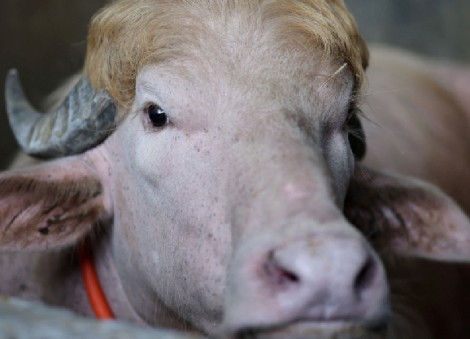 Bangladesh's rare 'Donald Trump' buffalo becomes Eid sensation